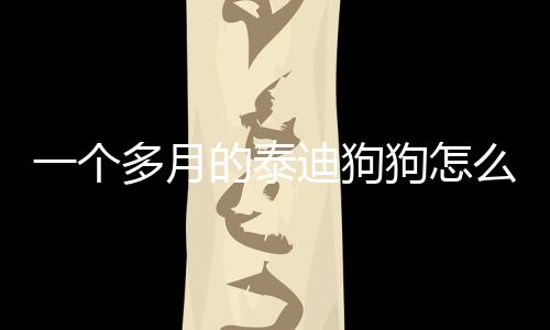 一個多月的泰迪狗狗怎么養(一個多月的小泰迪怎么養)