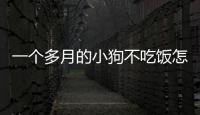 一個(gè)多月的小狗不吃飯?jiān)趺椿厥拢恳粋€(gè)多月的小狗不吃飯正常嗎