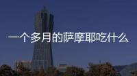一個(gè)多月的薩摩耶吃什么狗糧好(一個(gè)月大的薩摩耶吃什么)