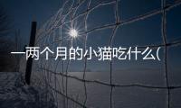 一兩個月的小貓吃什么(一兩個月的貓咪吃什么)