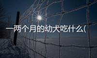 一兩個月的幼犬吃什么(幼犬吃什么食物)