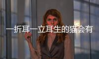 一折耳一立耳生的貓會有病嗎(一折一立耳配出來的折耳貓)