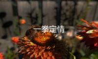 一拳定情