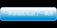 一條眼鏡蛇鉆進了一輛皮卡車內：重達14斤多 長約3米