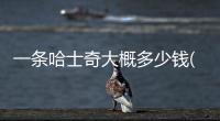 一條哈士奇大概多少錢(一歲哈士奇可以賣多少錢)