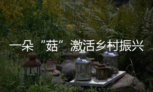 一朵“菇”激活鄉(xiāng)村振興大“蘑”力_