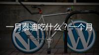 一月泰迪吃什么？一個月泰迪吃啥