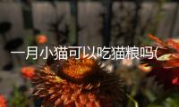 一月小貓可以吃貓糧嗎(小貓能吃雞肝兒嗎)