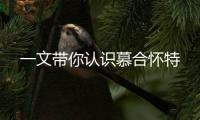一文帶你認(rèn)識慕合懷特