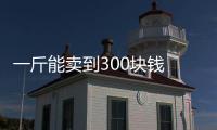 一斤能賣到300塊錢 市民不顧安全在行車道撿拾臭屁蟲