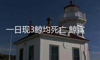一日現(xiàn)3鯨均死亡 鯨鯊誤入漁網(wǎng)擱淺(圖)