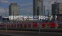 一棵樹能長出三種葉子？大美新疆喊你來研學打卡