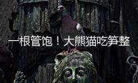 一根管飽！大熊貓吃筍整出了扛炮筒的架勢