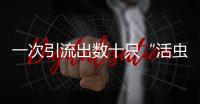 一次引流出數十只“活蟲”！男子因愛吃魚生感染“肝吸蟲”