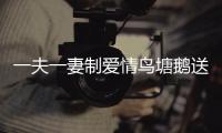 一夫一妻制愛情鳥塘鵝送紅石竹項鏈給心上人【綜合】風尚中國網(wǎng)