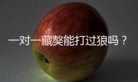 一對一藏獒能打過狼嗎？ 正宗藏獒能打過狼嗎