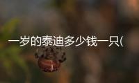 一歲的泰迪多少錢一只(泰迪一歲多少斤正常)