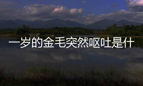 一歲的金毛突然嘔吐是什么原因？一歲金毛嘔吐