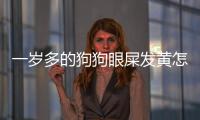 一歲多的狗狗眼屎發(fā)黃怎么回事兒啊(狗狗眼屎黃粘稠正常嗎)