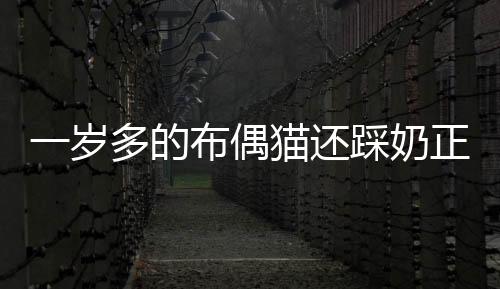 一歲多的布偶貓還踩奶正常嗎(布偶踩奶怎么辦)