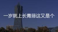 一歲就上長青藤這又是個什么梗?