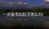 一歲金毛拉肚子怎么辦(金毛壞肚子吃什么藥)