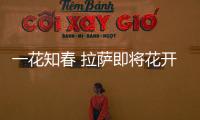 一花知春 拉薩即將花開滿城