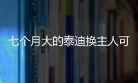 七個月大的泰迪換主人可以養(yǎng)熟嗎(泰迪護食咬主人怎么辦)
