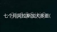 七個月阿拉斯加犬多重(阿拉斯加犬七個月是小犬嗎)