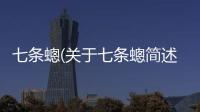 七條蟌(關于七條蟌簡述)