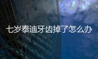 七歲泰迪牙齒掉了怎么辦？七歲泰迪牙齒掉了一顆