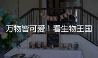 萬物皆可愛！看生物王國里的歡樂派對