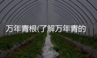 萬年青根(了解萬年青的栽培技巧和注意事項)