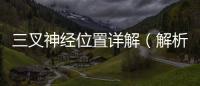 三叉神經位置詳解（解析三叉神經的解剖結構及作用）
