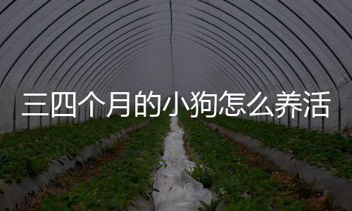 三四個月的小狗怎么養(yǎng)活(三四個月的小狗怎么養(yǎng)好)