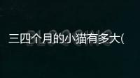 三四個月的小貓有多大(一個月的小貓有多大)