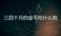 三四個月的金毛吃什么狗糧好(三四個月的金毛吃什么狗糧比較好)