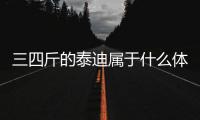 三四斤的泰迪屬于什么體？三四斤的泰迪屬于什么體型