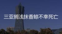 三亞擱淺抹香鯨不幸死亡 具體死亡原因尚無定論！