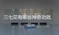 三七花有哪些神奇功效,三七花的藥用價(jià)值與作用詳解