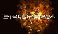三個(gè)半月四斤的貓咪瘦不瘦呀(小貓三個(gè)半月四斤)
