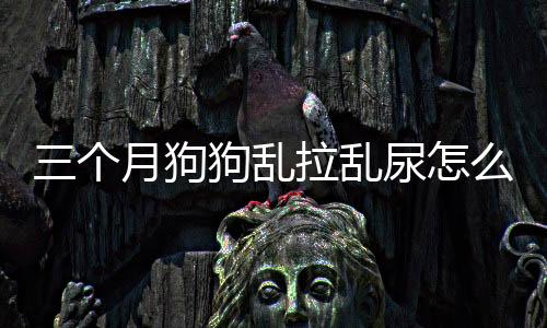 三個月狗狗亂拉亂尿怎么訓練(三個月的狗狗得了細小能治好嗎)