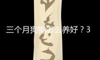 三個月狗狗怎么養(yǎng)好？3個月狗狗怎么養(yǎng)