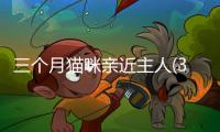 三個月貓咪親近主人(3個月大的小貓認識主人嗎)