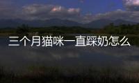 三個(gè)月貓咪一直踩奶怎么辦？三個(gè)月小貓一直踩奶