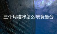 三個月貓咪怎么喂食最合理(三個月貓咪拉稀但是精神很好)