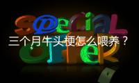 三個月牛頭梗怎么喂養？牛頭梗三個月體重