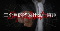 三個月的狗為什么一直睡覺？三個月小狗一直睡覺正常嗎