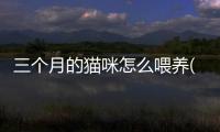 三個月的貓咪怎么喂養(yǎng)(三個月的貓咪吐了怎么回事)