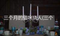 三個月的貓咪撓人(三個月貓咪體重)